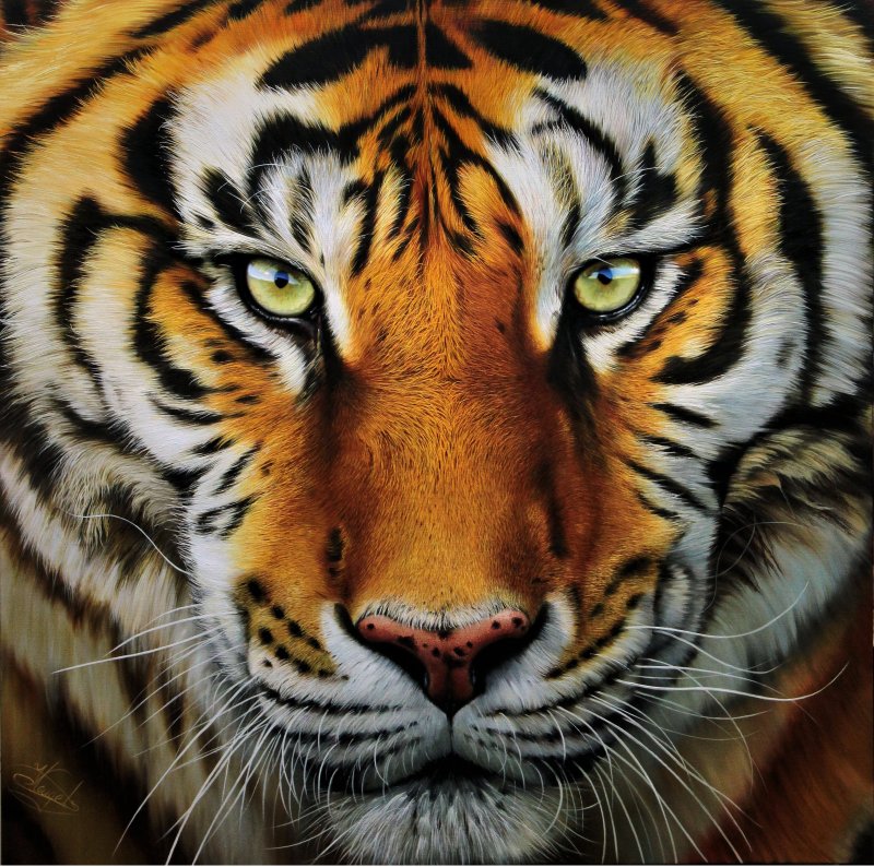 Tiger